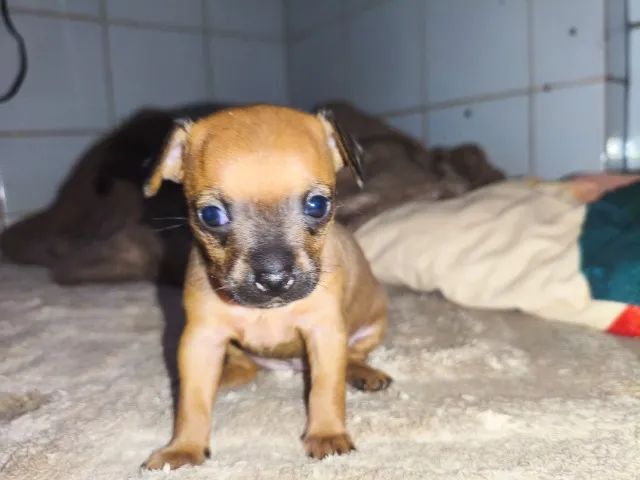 Pinscher Filhote Fêmea  - Foto 2