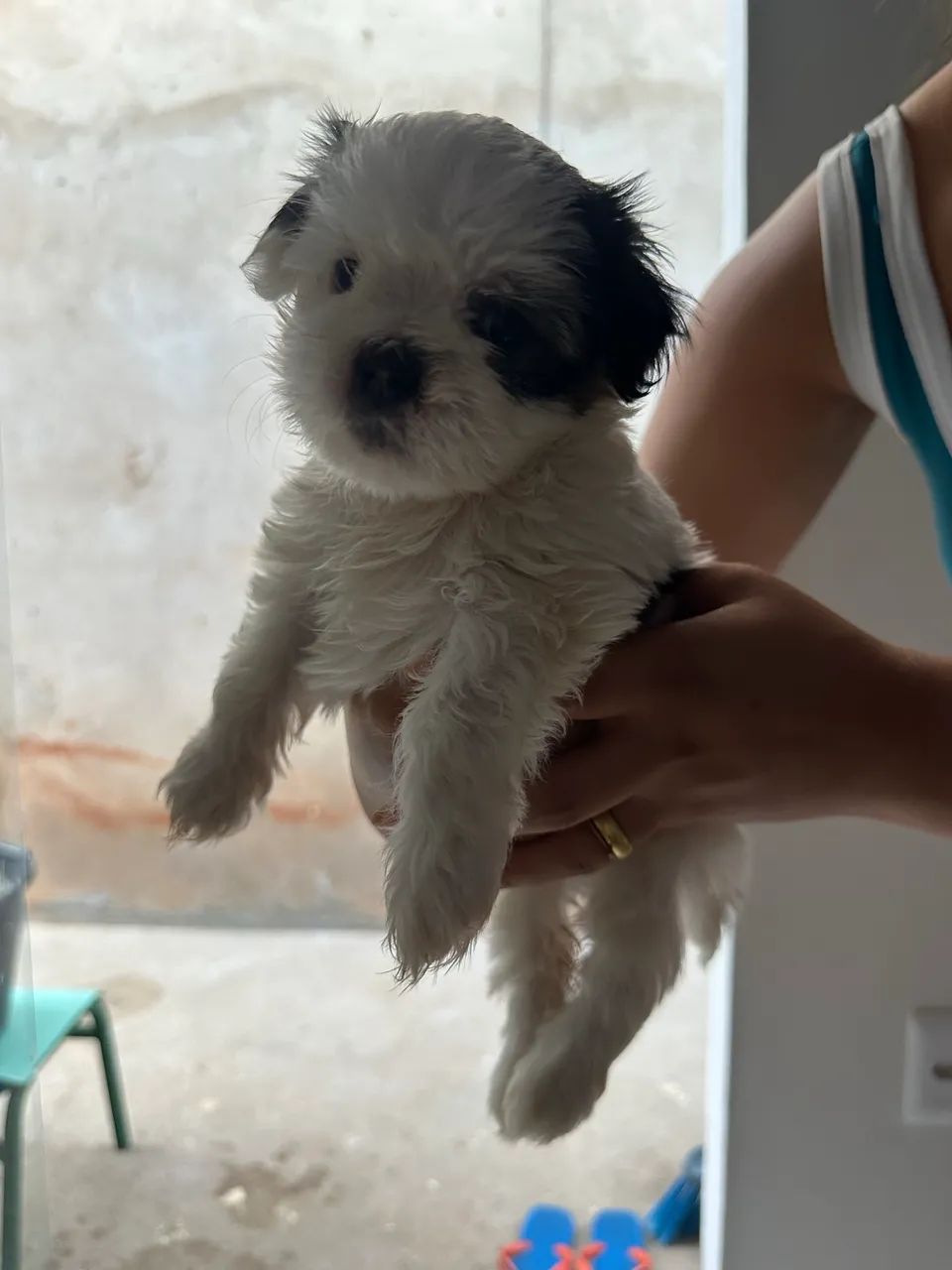 Filhotes shih tzu  - Foto 4