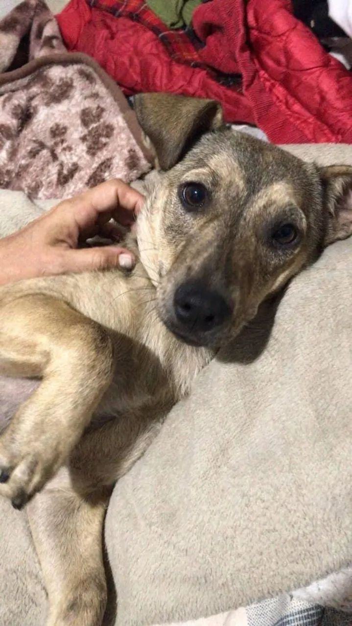 Cão de guarda , estou doando. - Foto 2