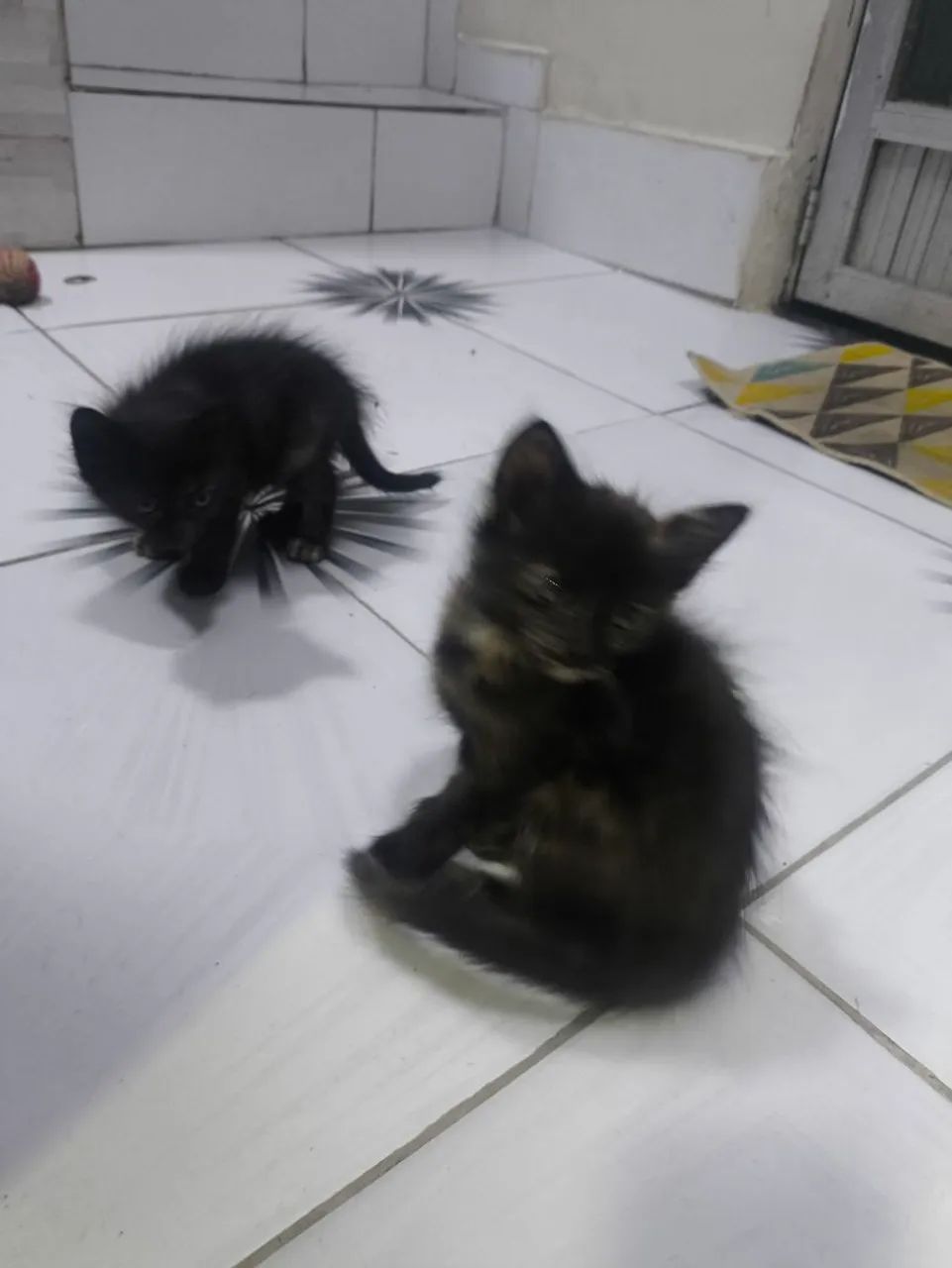 Doação de gatinhos - Foto 4