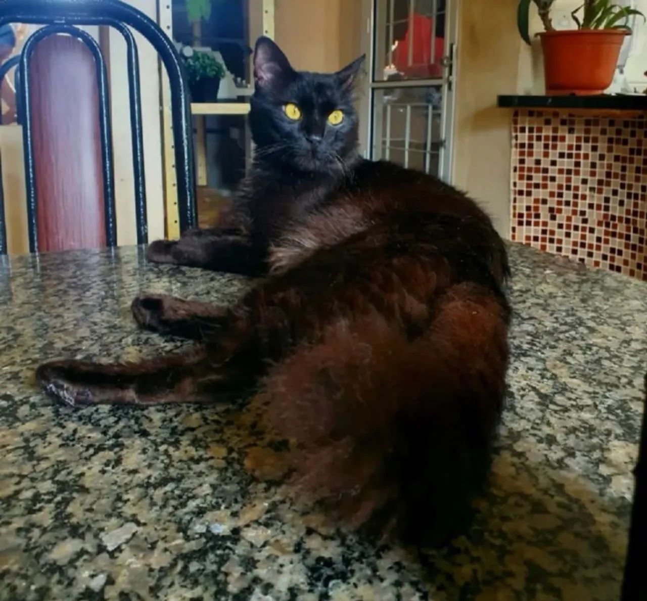 Filhotes de angorá negro