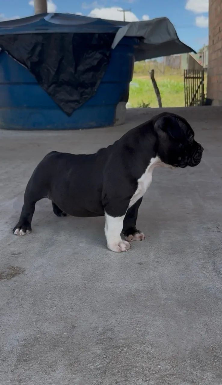 FILHOTES DE PIT MONSTER 