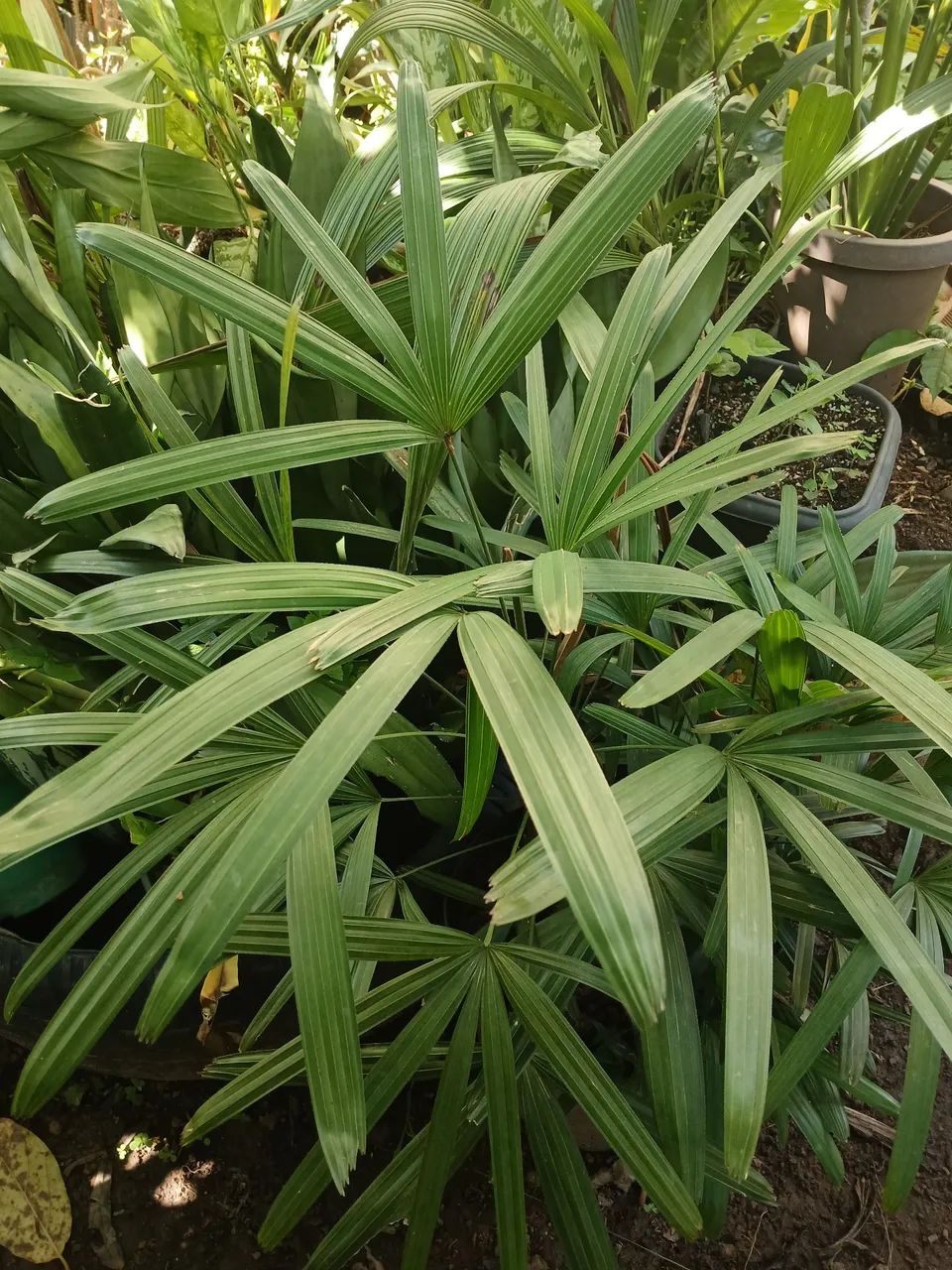 Plantas e folhagens  - Foto 2