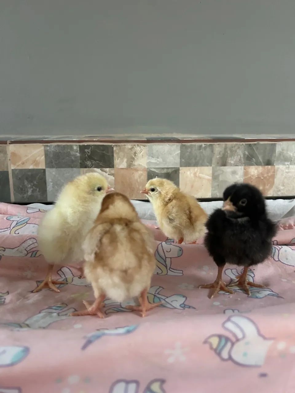 Pintinhos de galinha caipira - Foto 3
