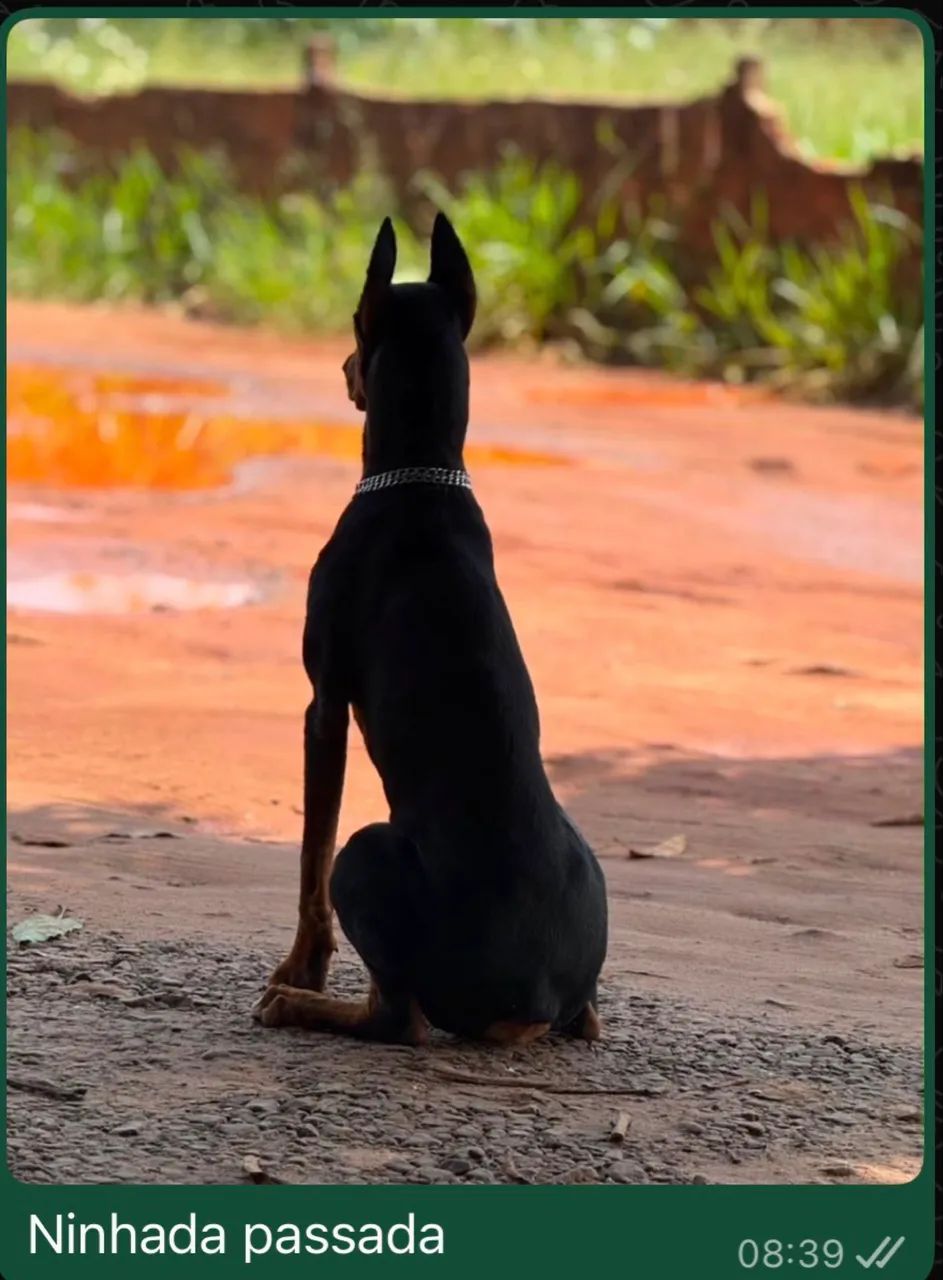 Doberman Macho 