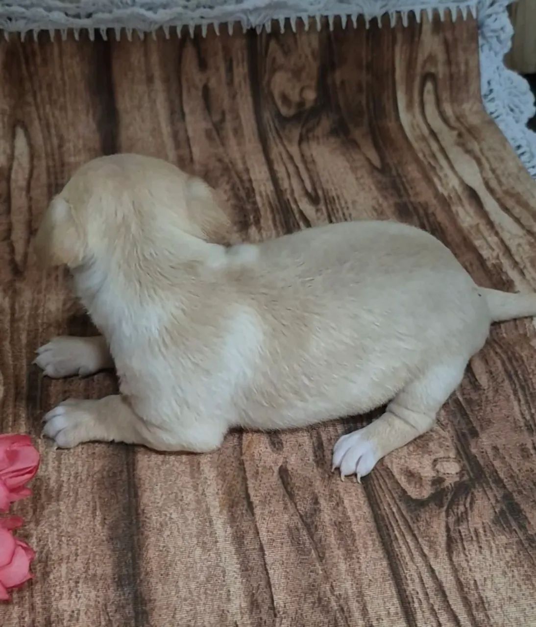 Chihuahua  - Foto 2