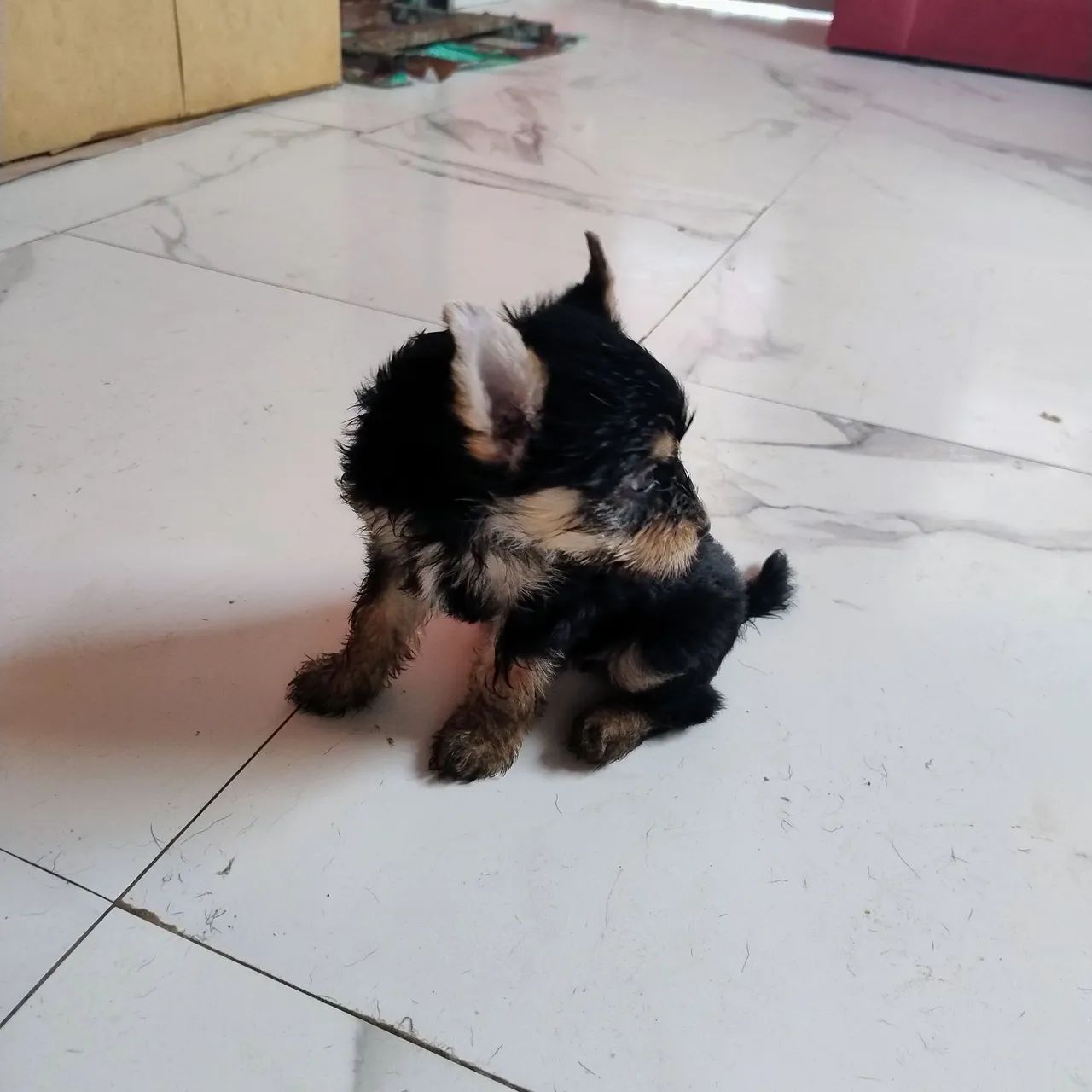 Yorkshire Terrier - Foto 4