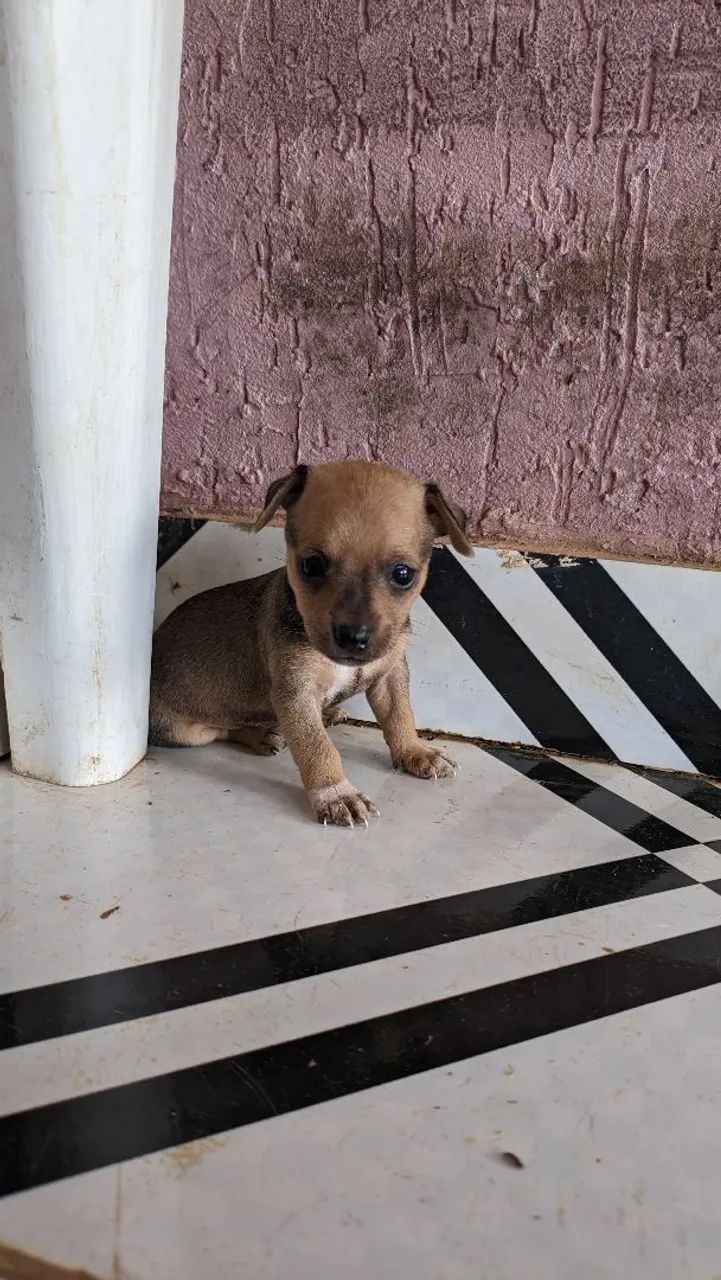 Pinscher 0 - Foto 5