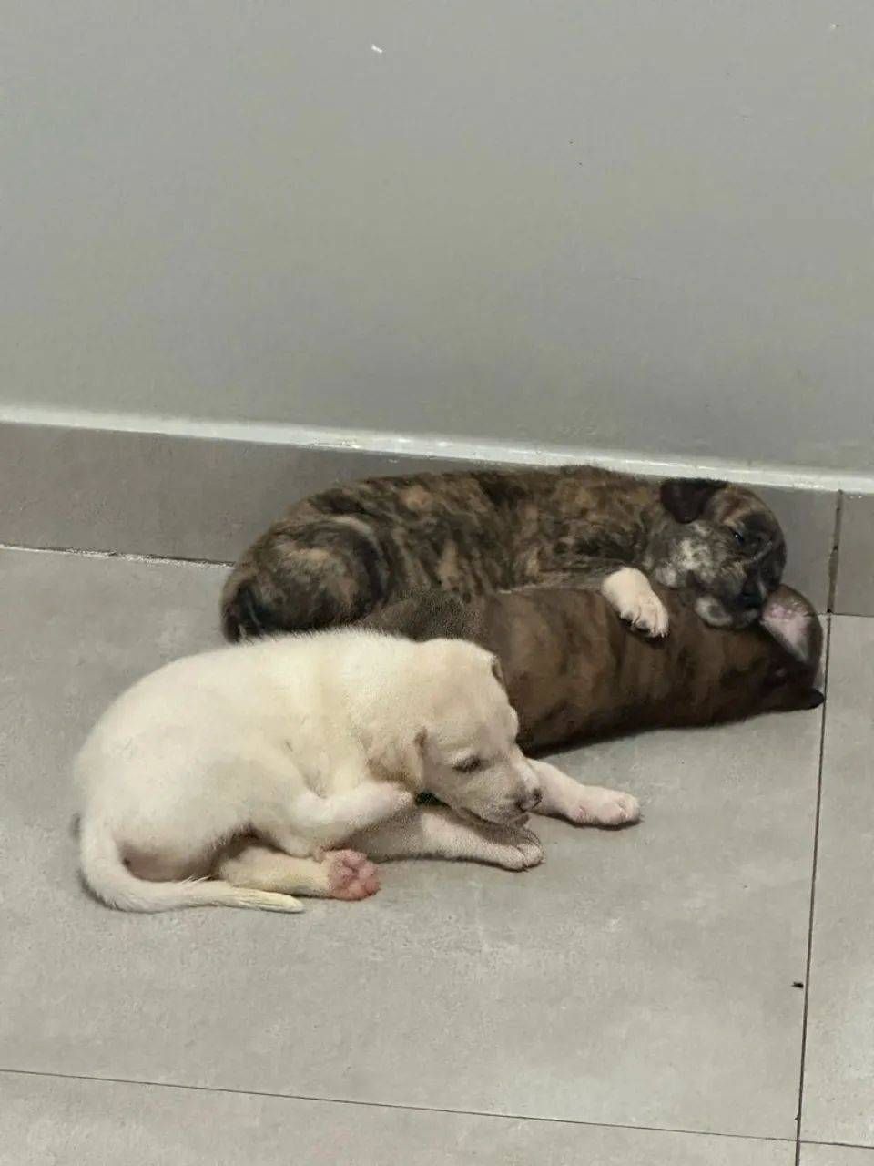 Filhotes para adoção  - Foto 2