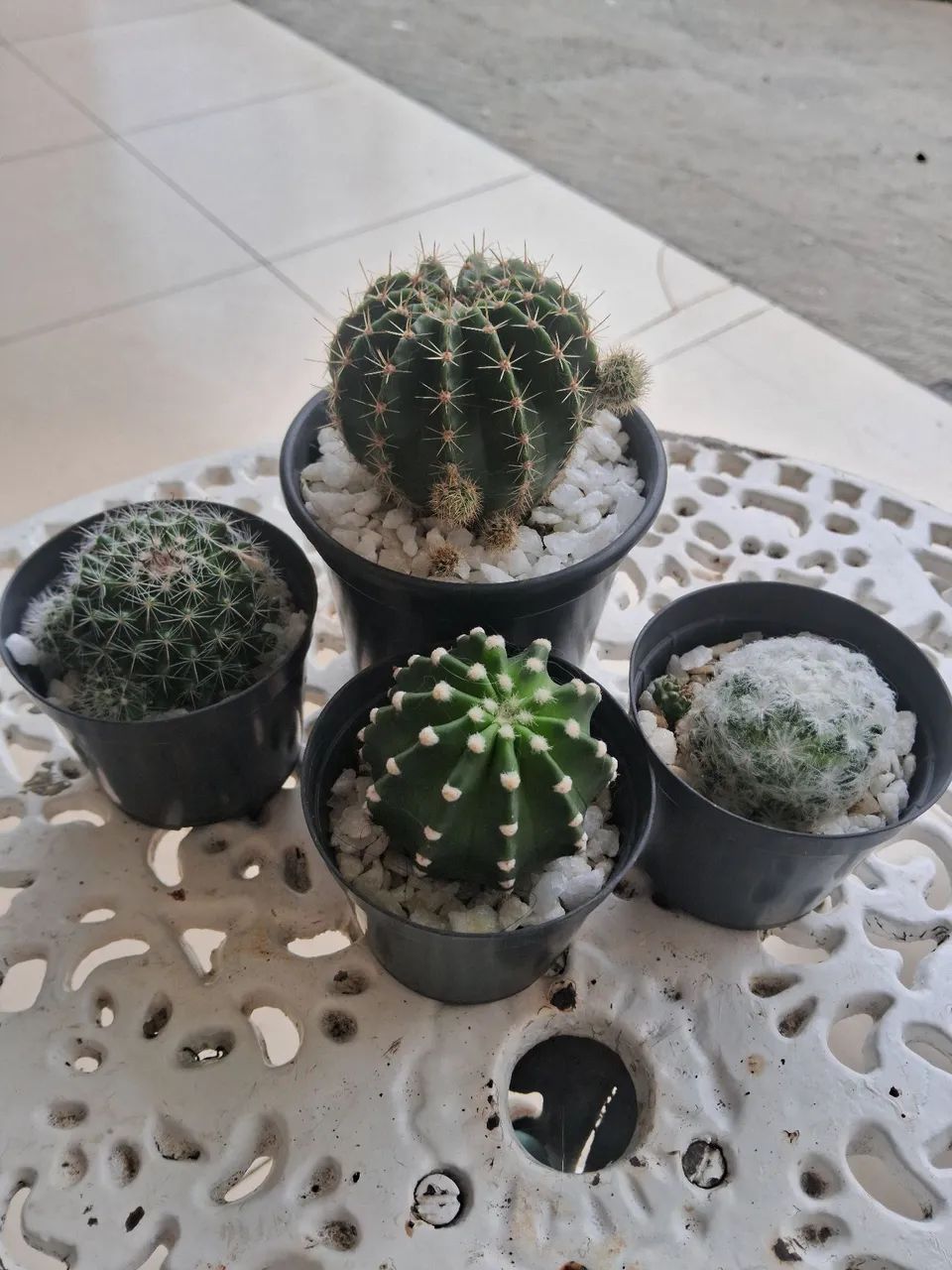 Vendo cactos