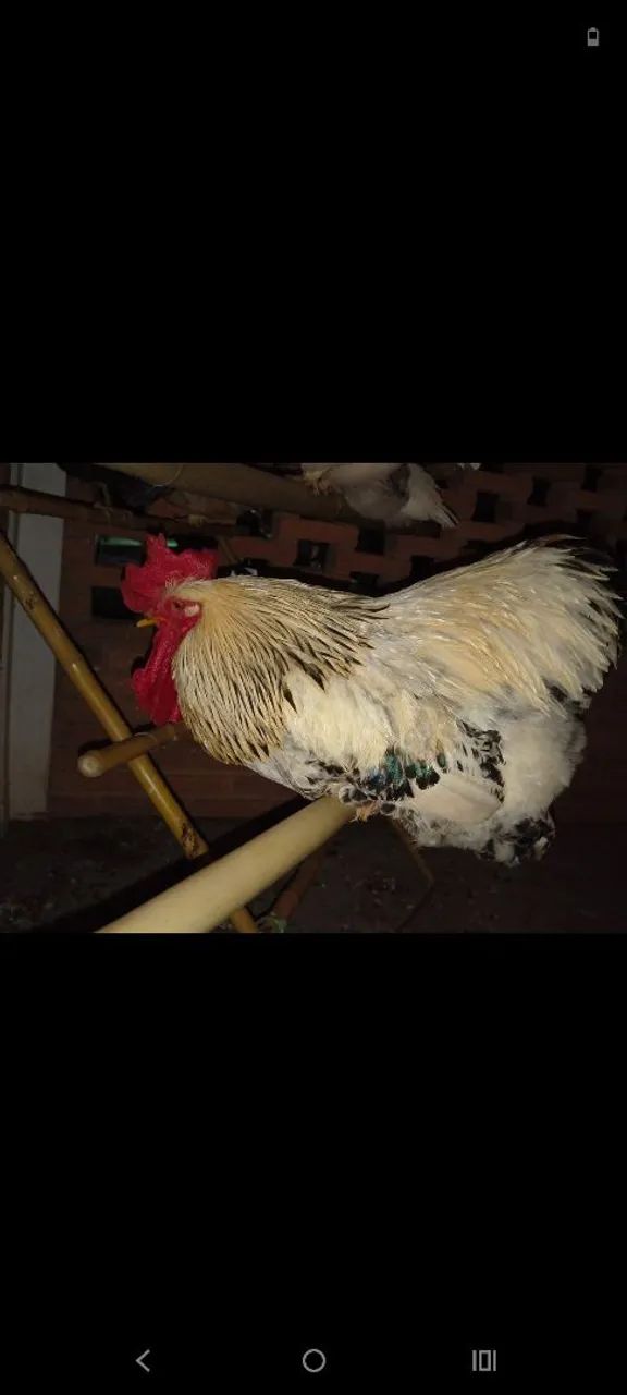 Galo Brahma light  - Foto 5