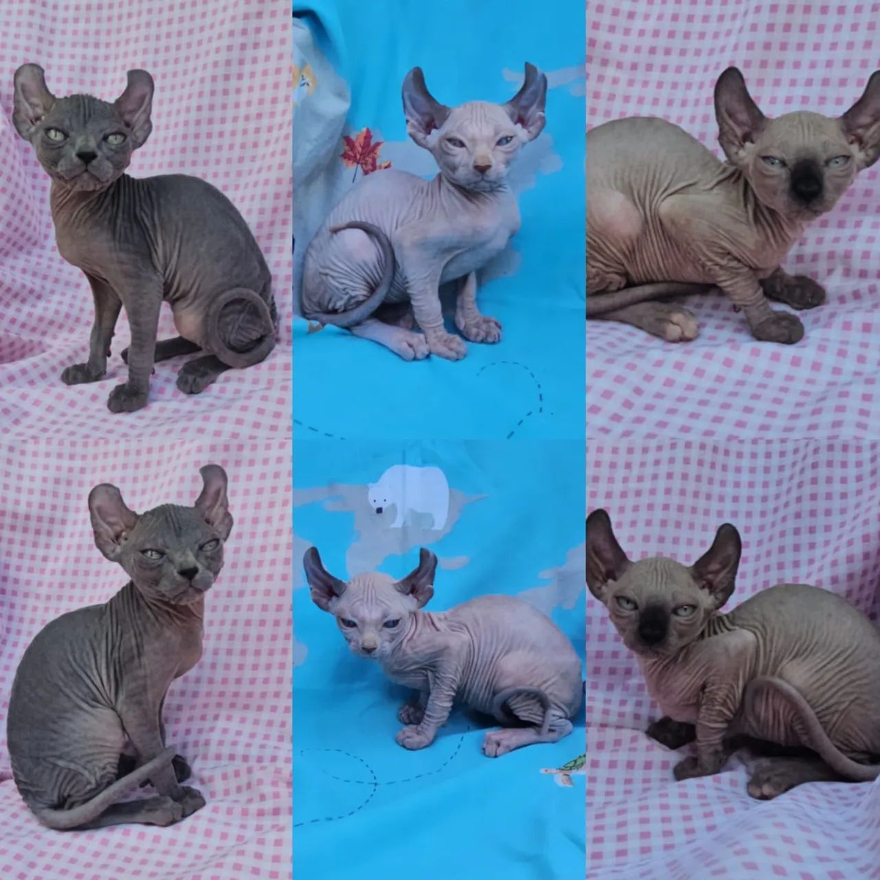 Sphynx e Elf Filhotes - Gatil BSB Cat 
