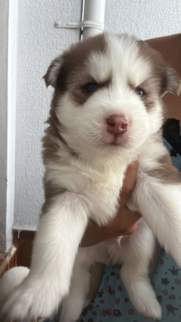 Filhotes Husky Siberiano 