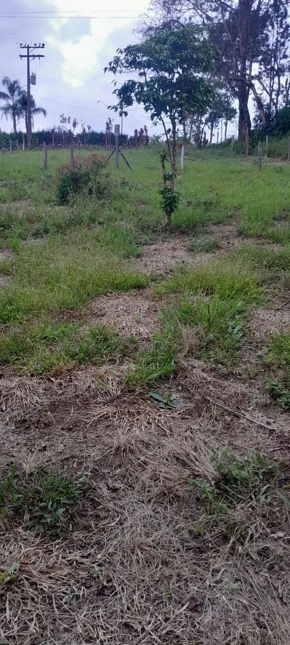 Foto - Piedade - Douradinho