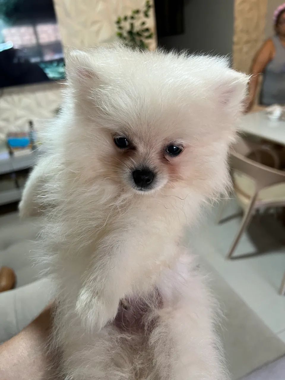 Cachorro  - Foto 2