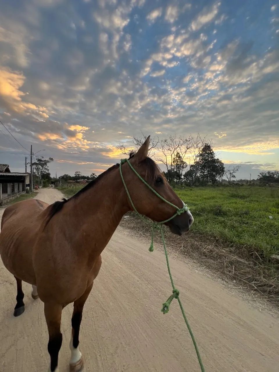 Cavalo Criolo - Foto 3