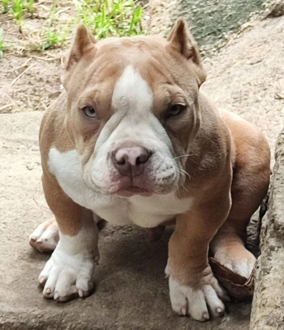 American Bully macho