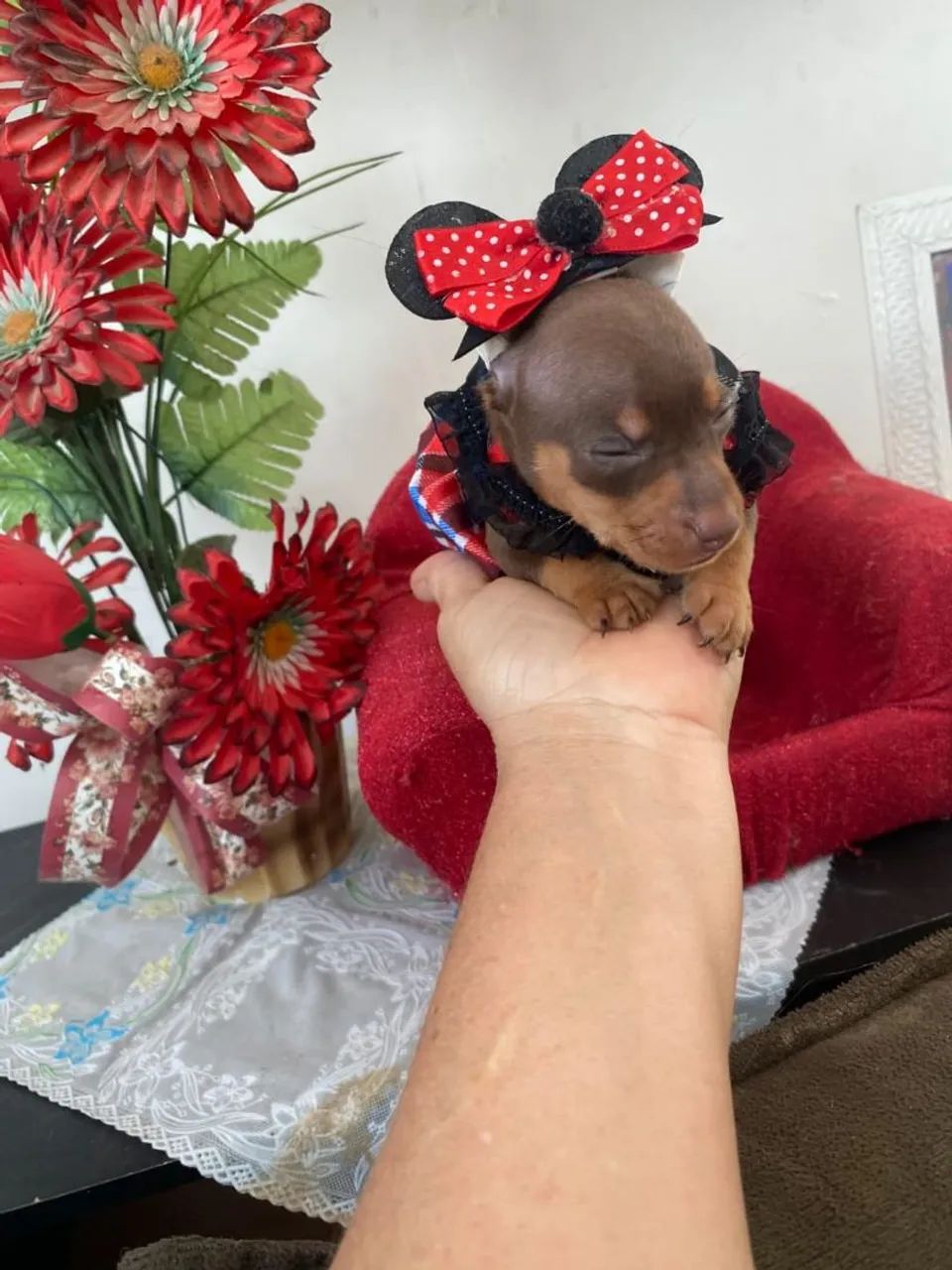 Pinscher Miniatura Chocolate 
