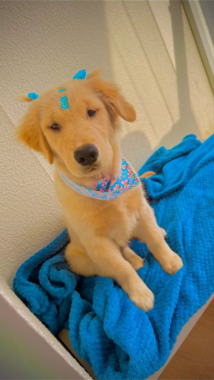 Vendo Goldem retriever  - Foto 2