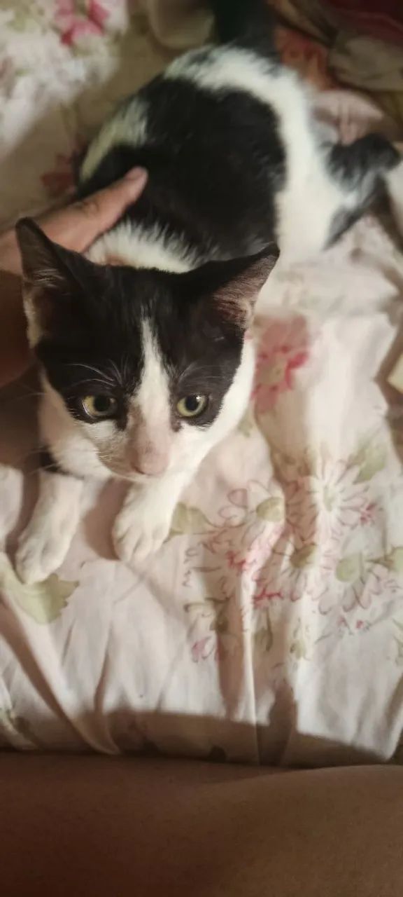 Gatinhos macho - Foto 5