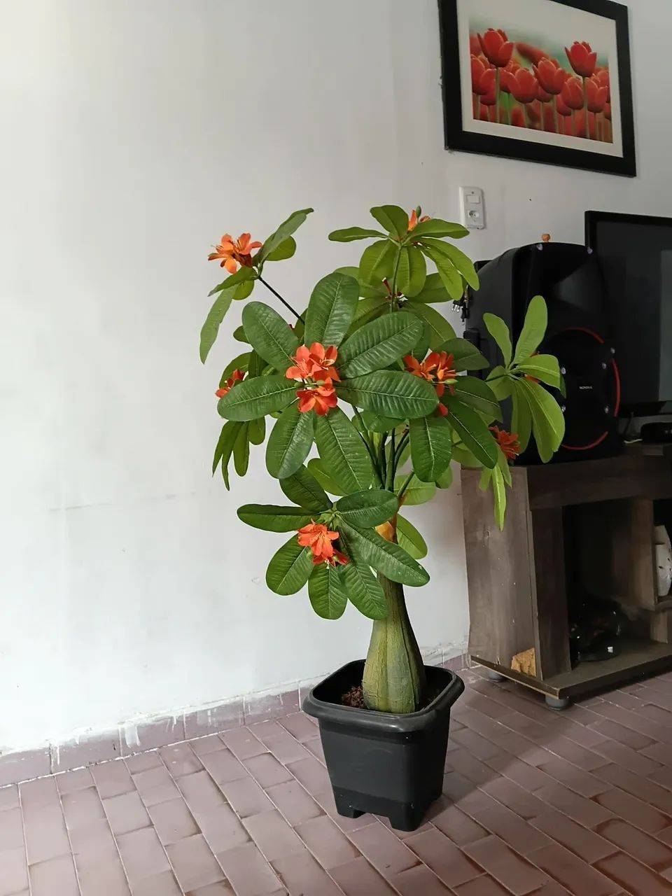 Plantas  - Foto 2