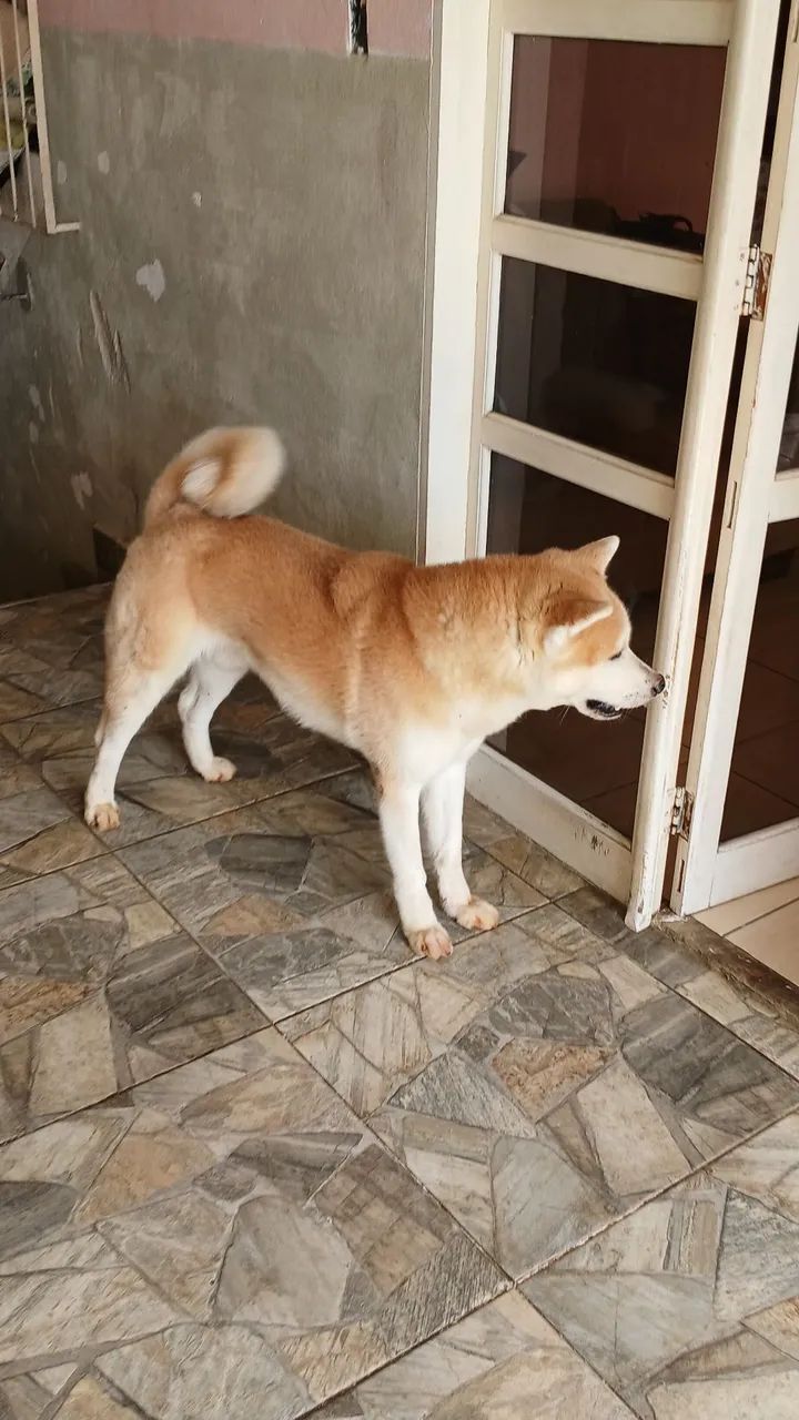 Akita - Foto 3