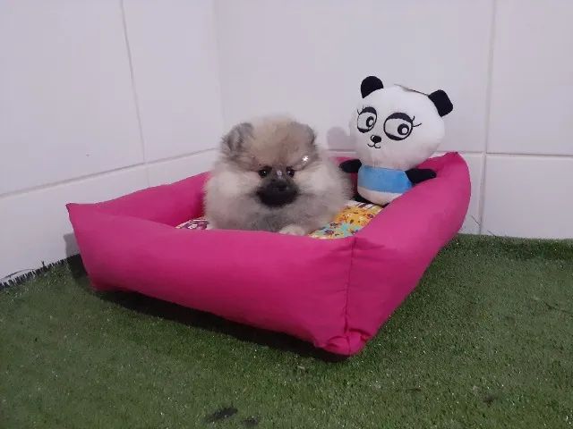 spitz alemão lindos filhotes  - Foto 3