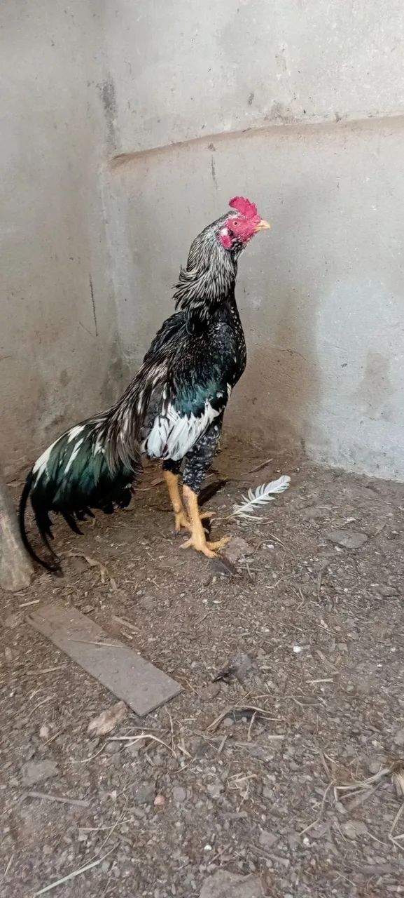 Vendo galo índio barbudo  de grande porte