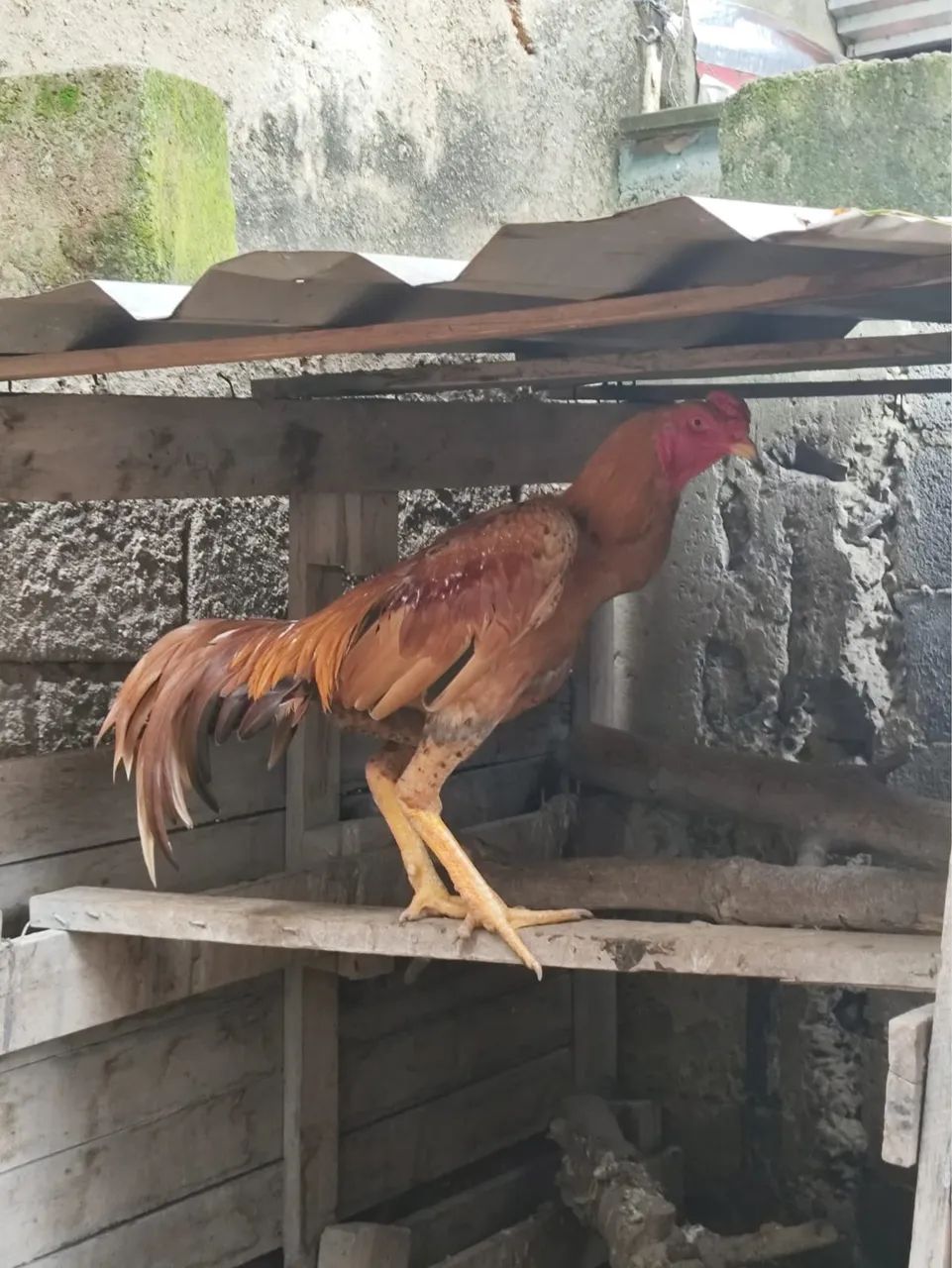 Galo - Foto 4