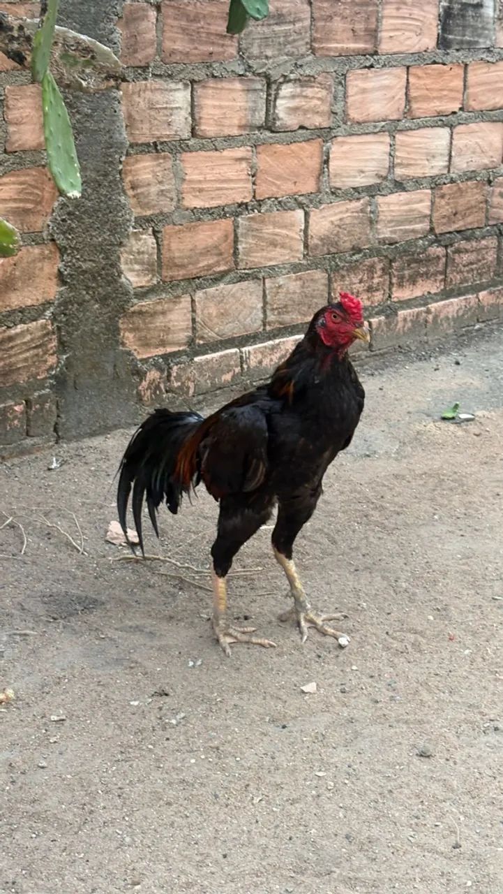 Frangos cariocas 