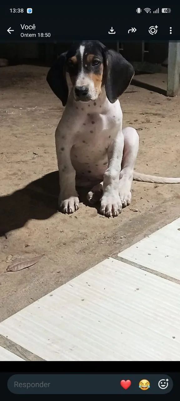 Cachorro americano  - Foto 2