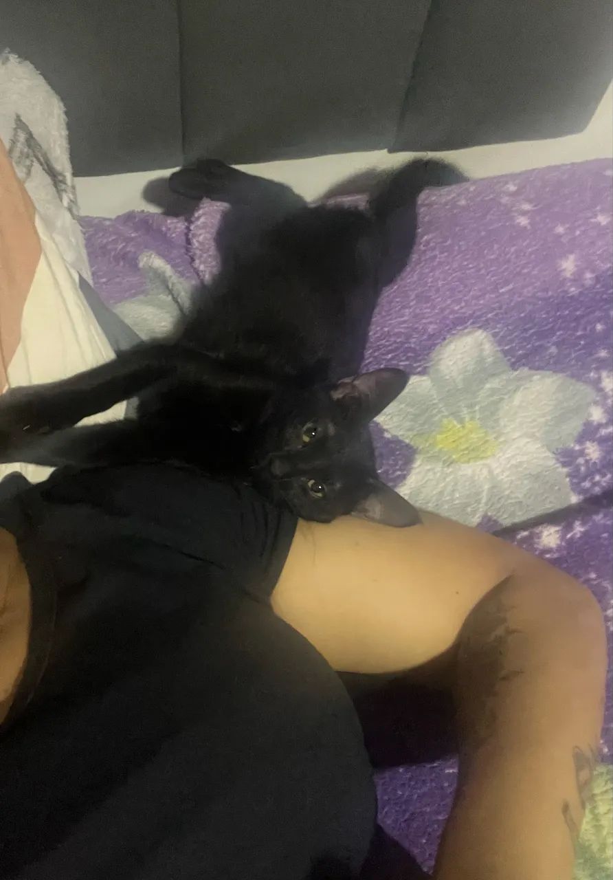 Gatos  - Foto 2