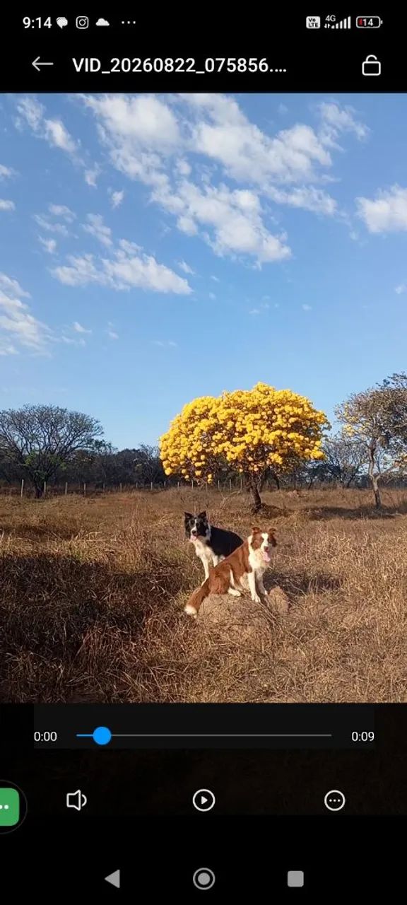 Border collie - Foto 3