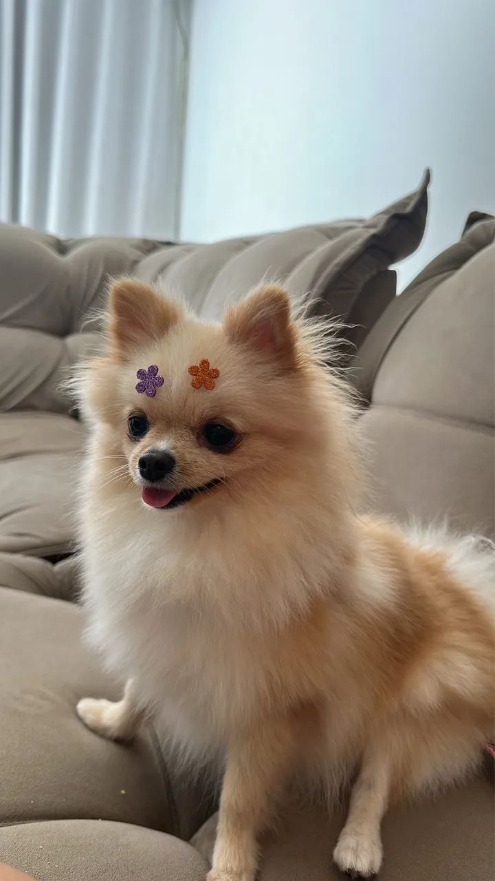 Lulu da pomeranea - Foto 3