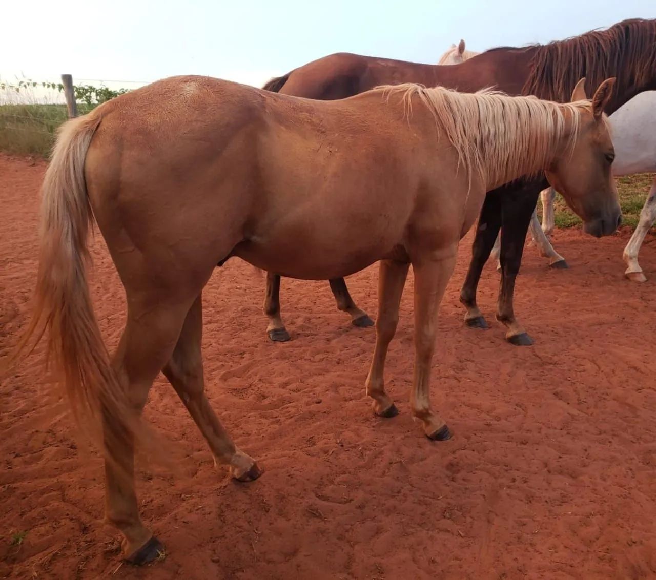 Potro palomino neto de Peeko del Cielo - Foto 5