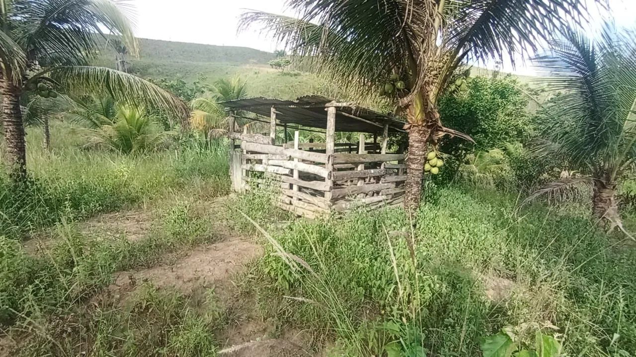 Sítio com 7 hectare  - Foto 4