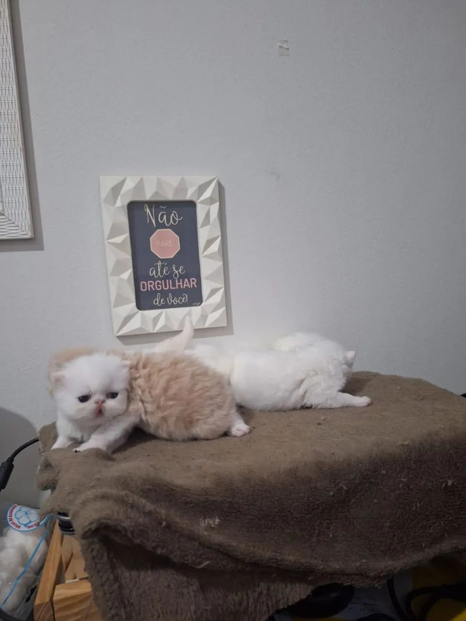 Filhotes de Gato Persa  - Foto 3