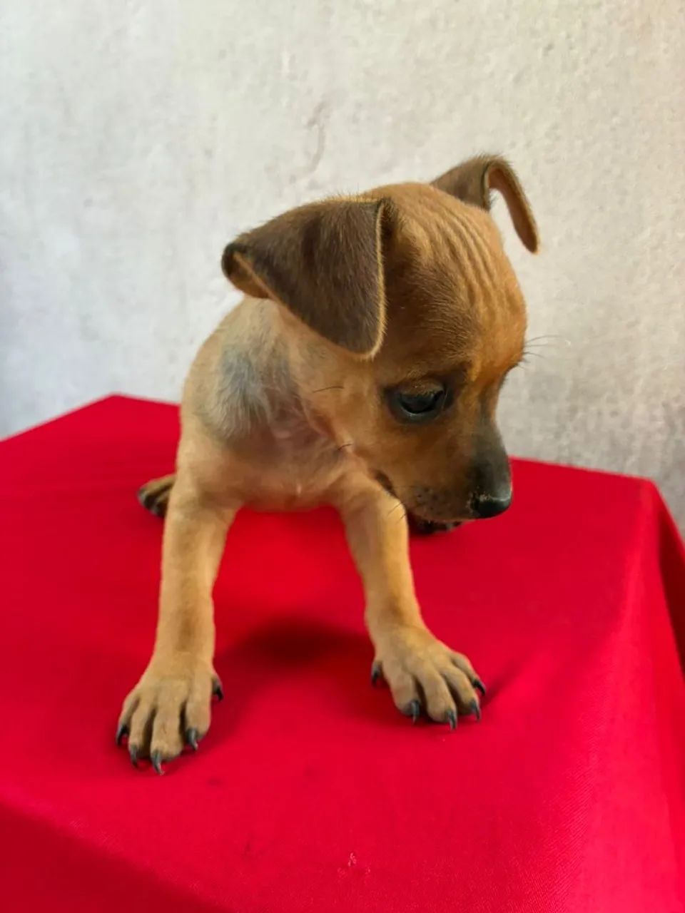Pinscher - Foto 2