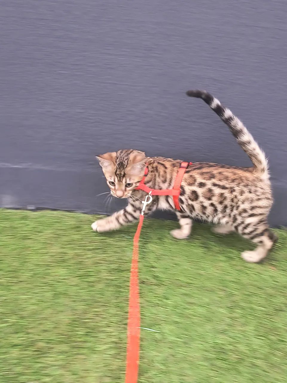 Gato bengal com Pedigree  - Foto 4