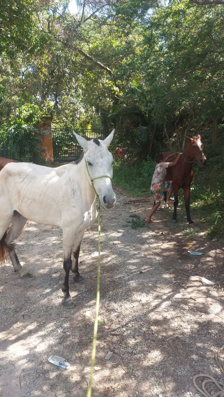 Cavalo - Foto 3