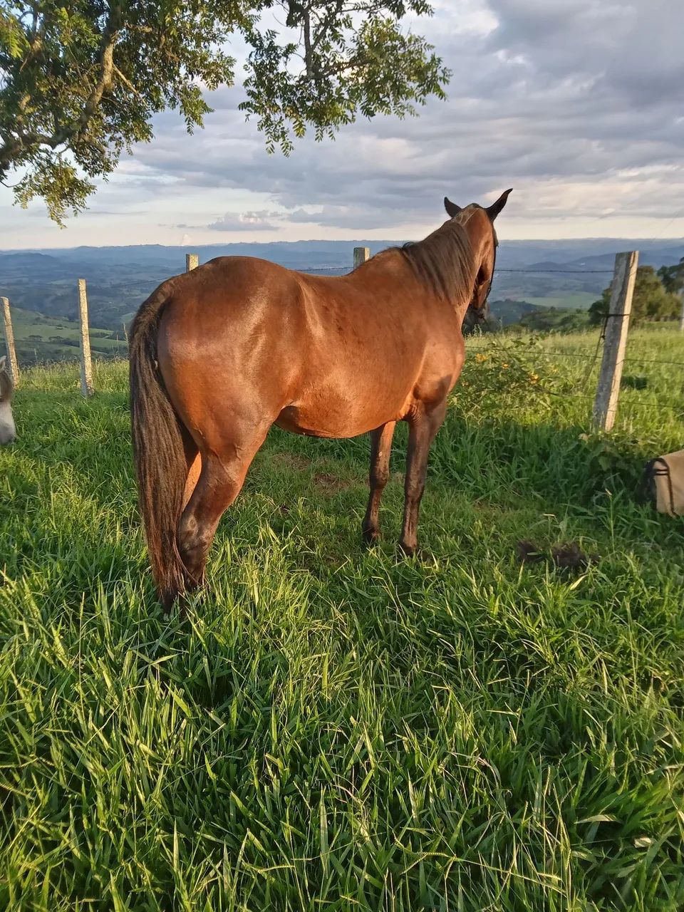 Cavalo Manga larga Marchador, Manso  - Foto 4