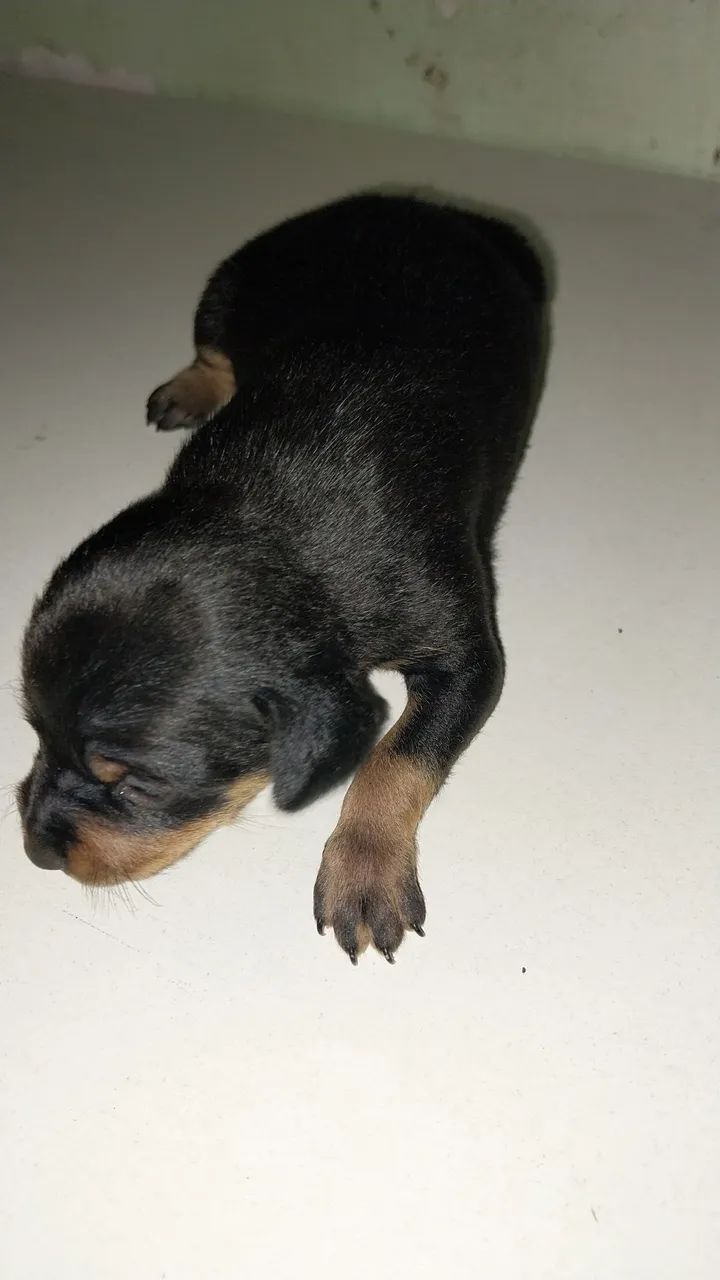 Vendo pinscher - Foto 2