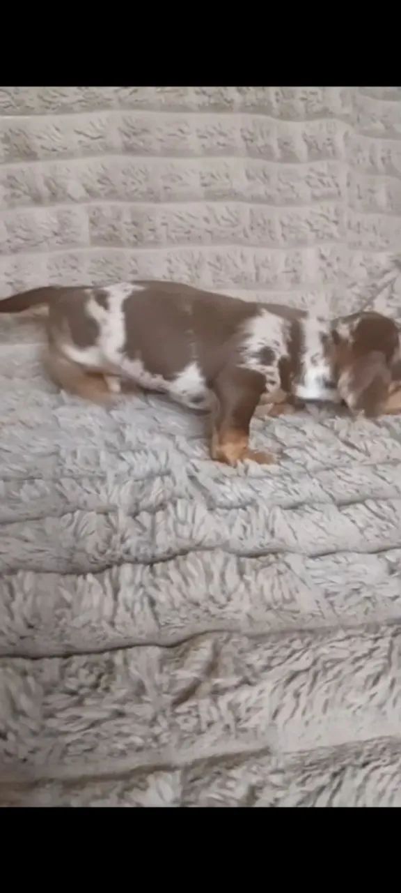 Basset macho  - Foto 4