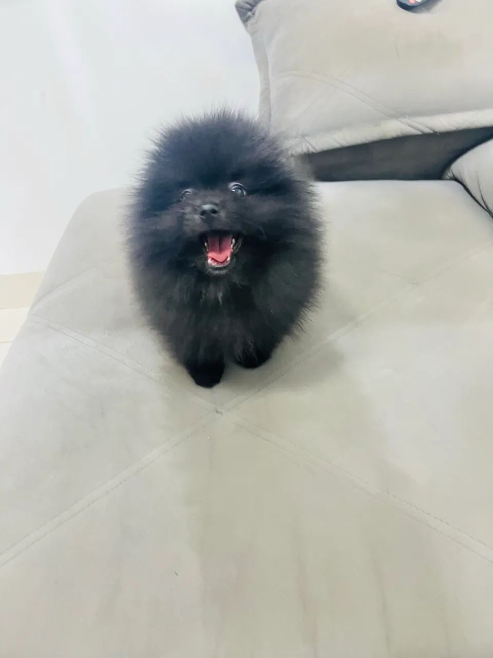 Cachorro  - Foto 2