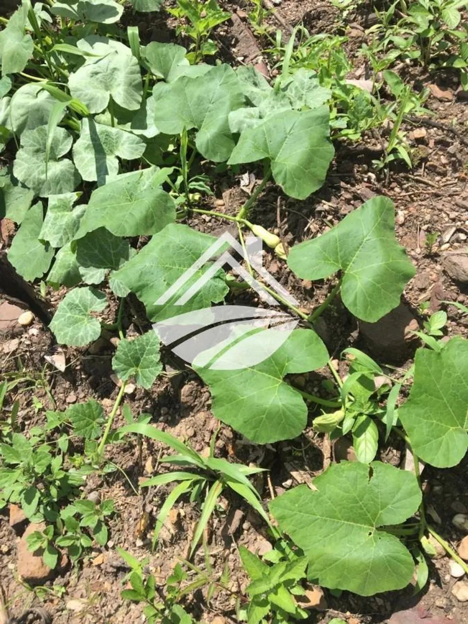 Chácara para Venda em Palmas, Área Rural de Palmas - Foto 3