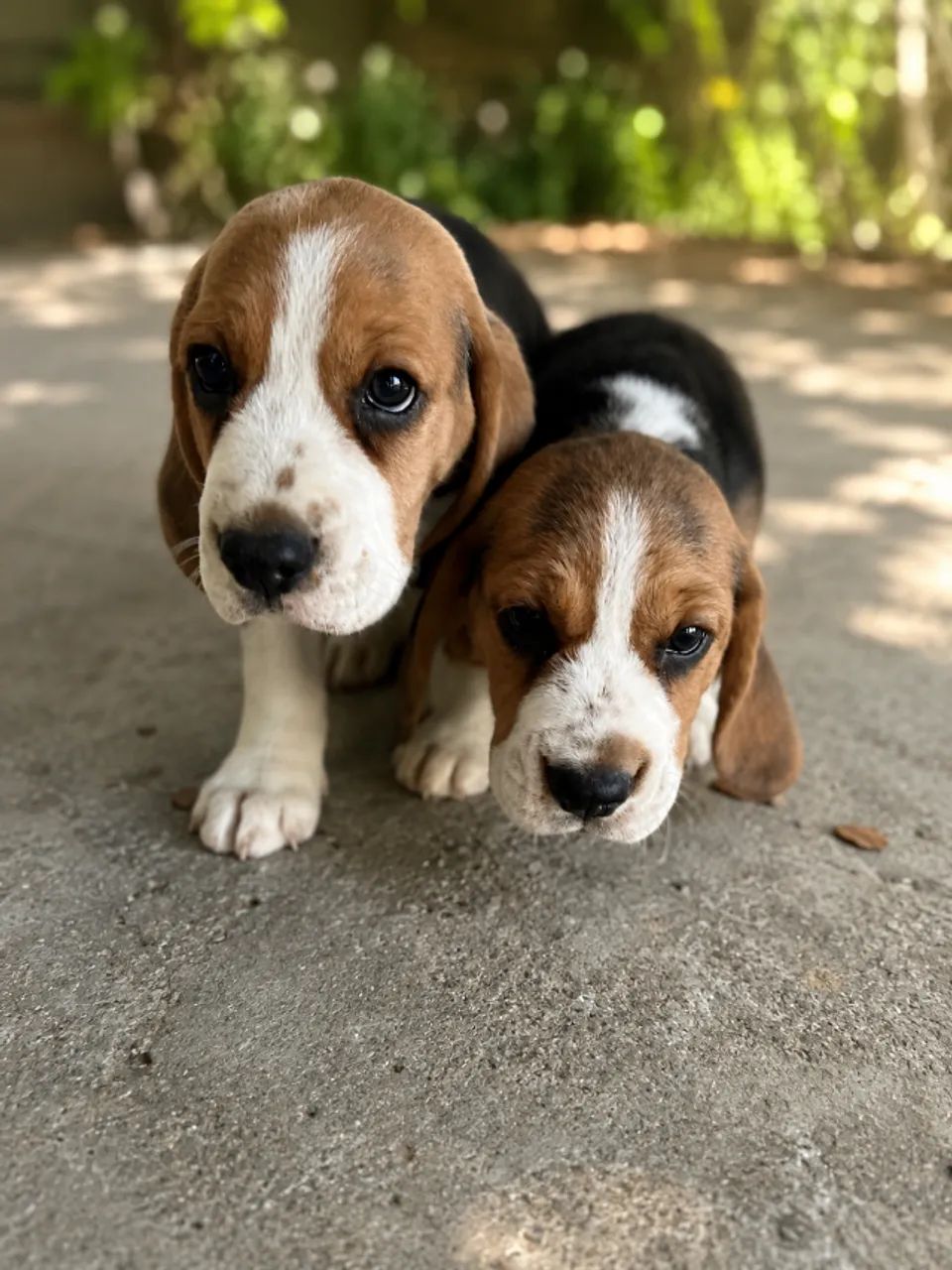 Beagle