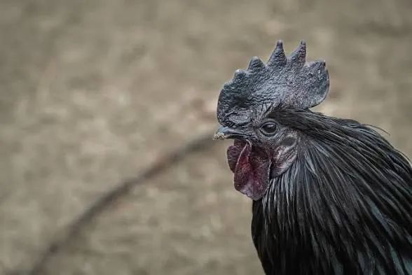 GALINHAS,  CHAMA ZAP ZAP  * - Foto 3