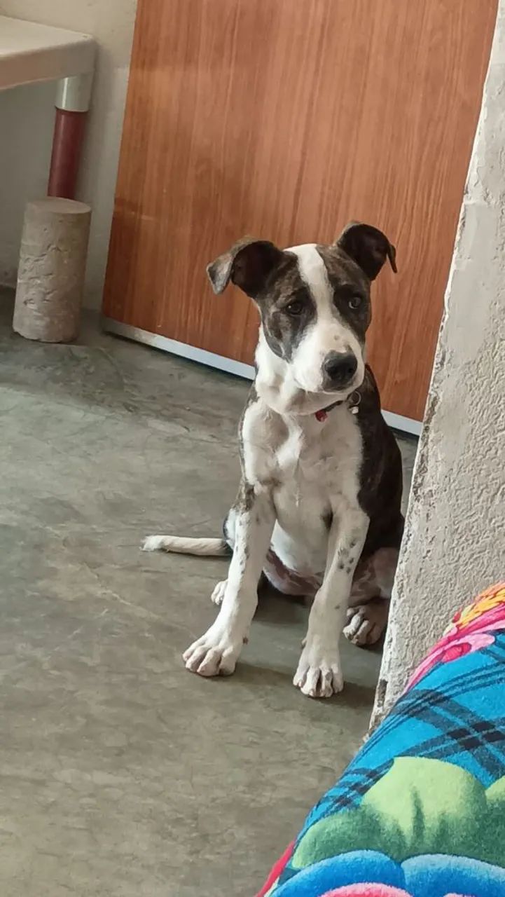 Cachorro  - Foto 2