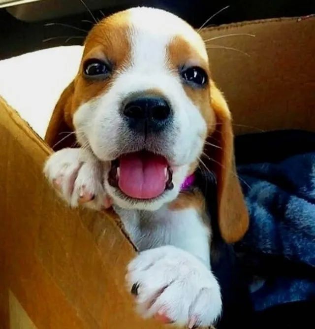Beagle 13 Polegadas Caminho leve ao lado dele