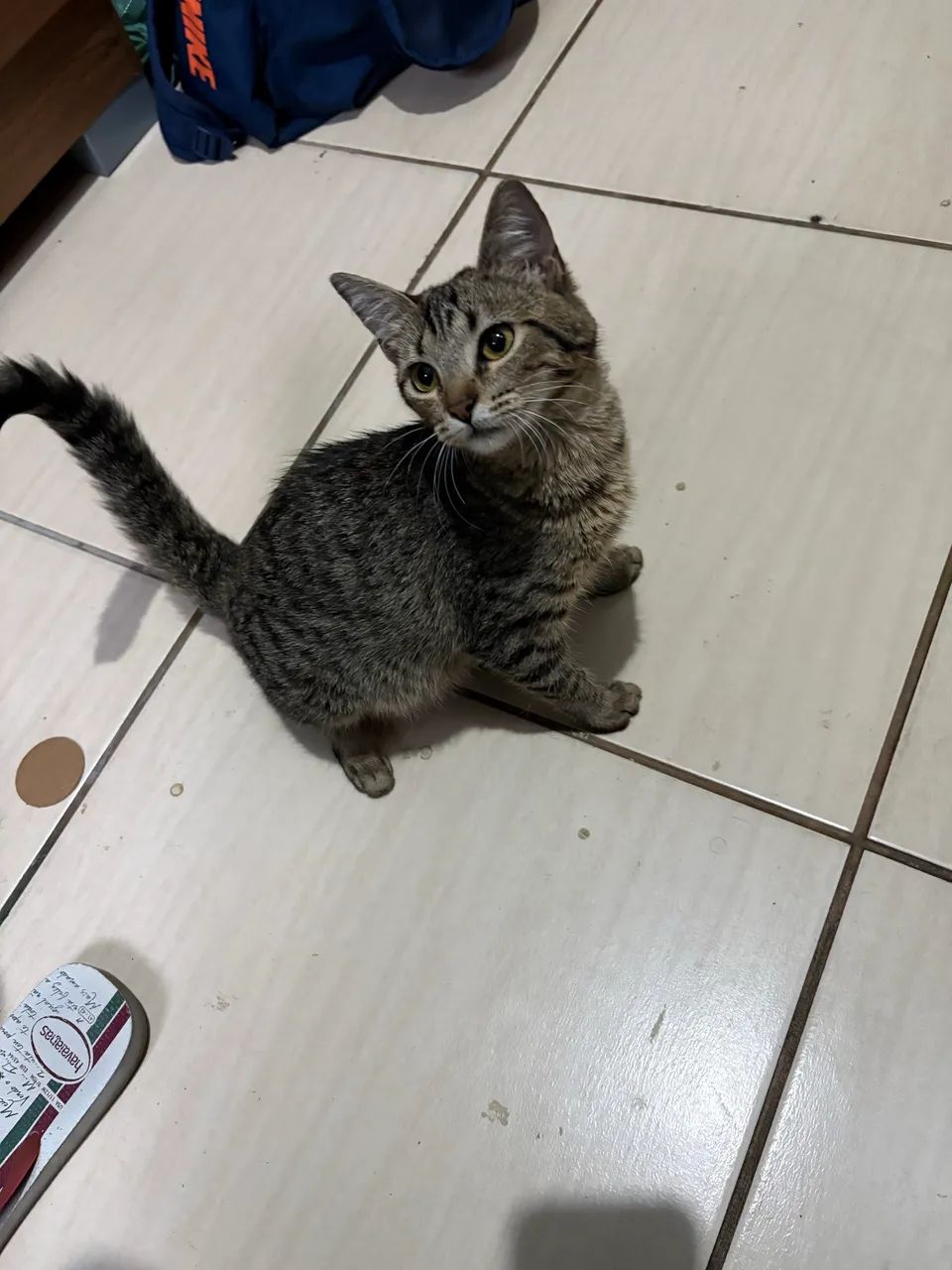 Gata para doação 